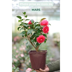 Camélia 'spring formal' taille du pot -