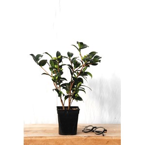 Camélia 'spring formal' taille du pot -