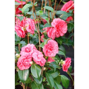 Camélia 'spring formal' taille du pot -