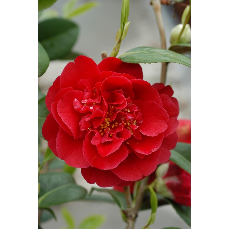 Roué Pépinières - Camélia 'strawberry perfect' taille du