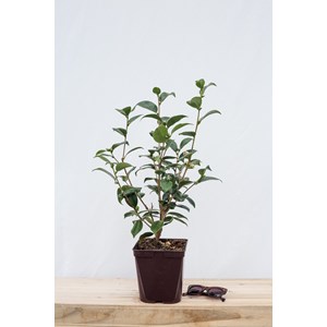 Camélia 'strawberry perfect' taille du