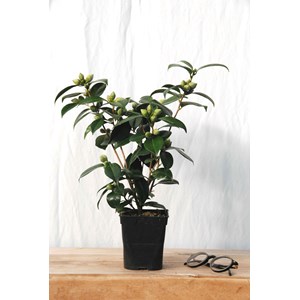 Camélia 'strawberry perfect' taille du