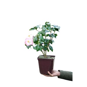 Camélia 'sunny side' taille du pot - en