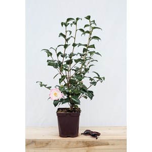 Camélia 'sunny side' taille du pot - en