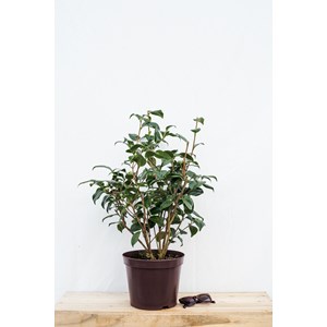 Camélia 'sunny side' taille du pot - en