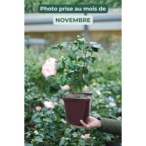Camélia 'sunny side' taille du pot - en