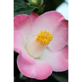 Camélia 'sunny side' taille du pot - en