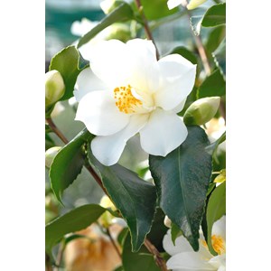 Camélia 'super star' taille du pot - en