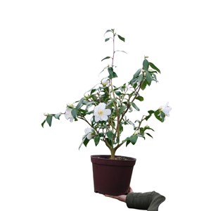 Camélia 'super star' taille du pot - en