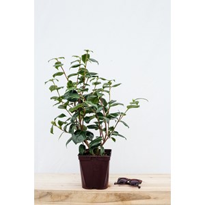 Camélia 'sutcliffe's sunset' taille du