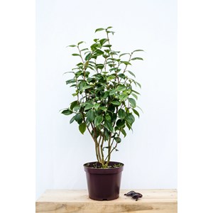 Camélia 'sutcliffe's sunset' taille du