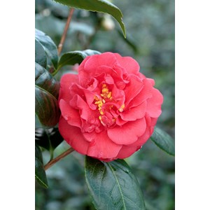 Camélia 'sutcliffe's sunset' taille du