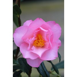 Camélia 'taylor's perfection' taille du