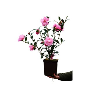 Camélia 'taylor's perfection' taille du