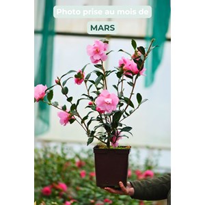 Camélia 'taylor's perfection' taille du