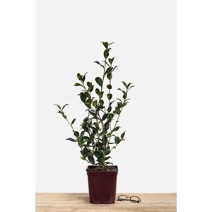 Camélia 'taylor's perfection' taille du