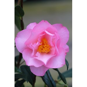 Camélia 'sylvia' taille du pot - en pot