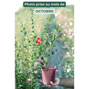 Camélia 'sylvia' taille du pot - en pot de 1 litre
