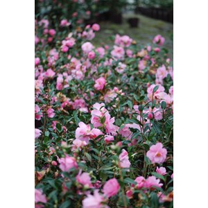 Camélia 'sylvia' taille du pot - en pot