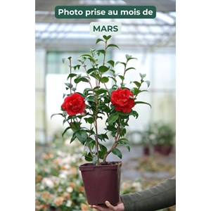 Camélia 'tom knudsen' taille du pot - e