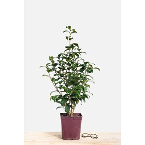 Camélia 'tom knudsen' taille du pot - e