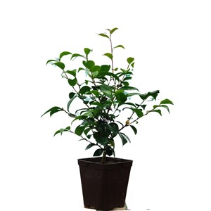 Camélia 'tom knudsen' taille du pot - e