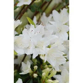 Azalée du japon 'schneewittchen' taille