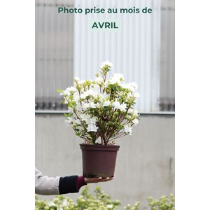 Azalée du japon 'schneewittchen' taille