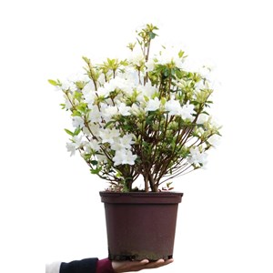 Azalée du japon 'schneewittchen' taille