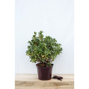 Azalée du japon 'schneewittchen' taille