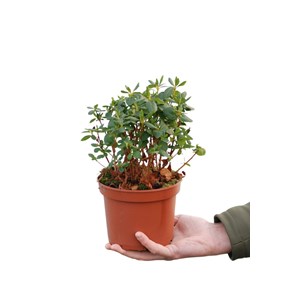 Azalée du japon 'schneewittchen' taille