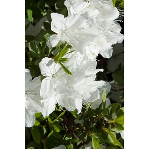 Azalée du japon 'schneewittchen' taille