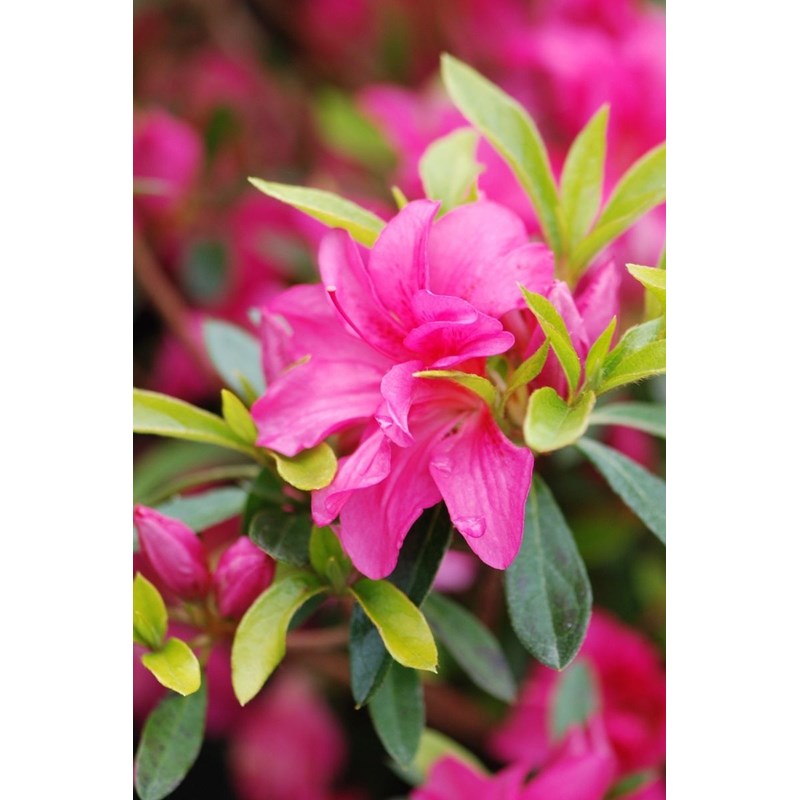 Roué Pépinières - Azalée du japon 'roza ' taille du pot - en pot de 3 litres