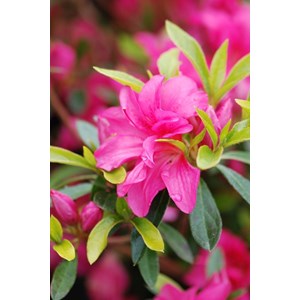 Azalée du japon 'roza ' taille du pot -