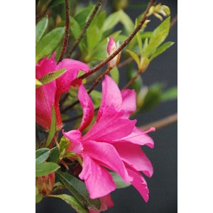 Azalée du japon 'roza ' taille du pot -