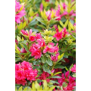 Azalée du japon 'roza ' taille du pot -