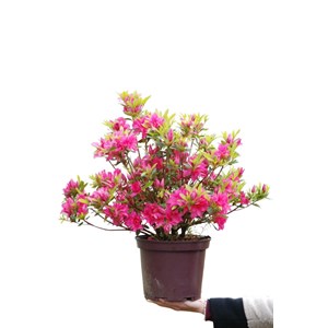 Azalée du japon 'roza ' taille du pot -