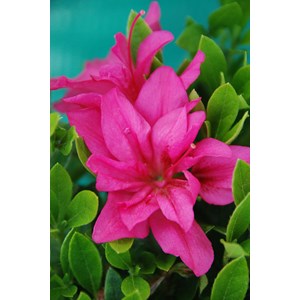 Azalée du japon 'roza ' taille du pot -