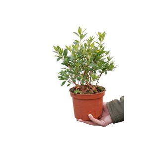 Azalée du japon 'roza ' taille du pot -