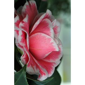 Camélia 'tom pouce' taille du pot - en pot de 15 litres