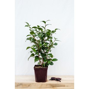 Camélia 'tom pouce' taille du pot - en