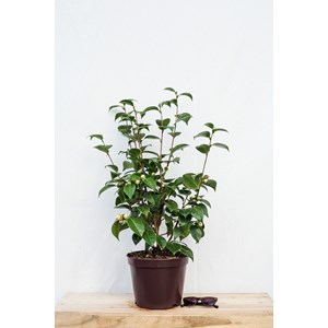 Camélia 'tom pouce' taille du pot - en