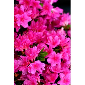 Azalée du japon 'amoena' taille du pot