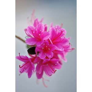 Azalée du japon 'amoena' taille du pot