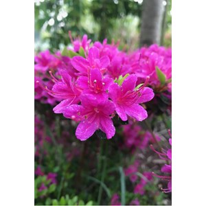 Azalée du japon 'amoena' taille du pot