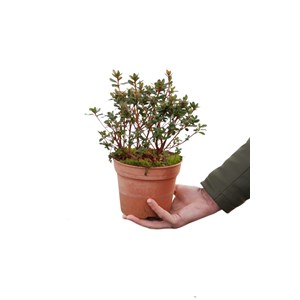 Azalée du japon 'amoena' taille du pot
