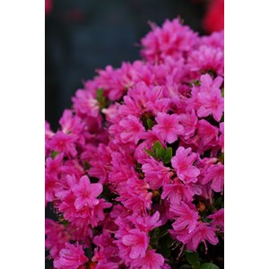 Azalée du japon 'amoena' taille du pot