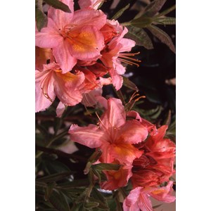 Azalée de chine 'berry rose' taille du