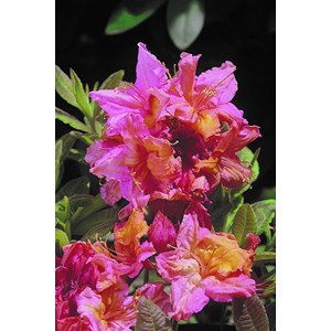 Azalée de chine 'berry rose' taille du