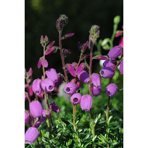Bruyère d'irlande 'vanessa' taille du p
